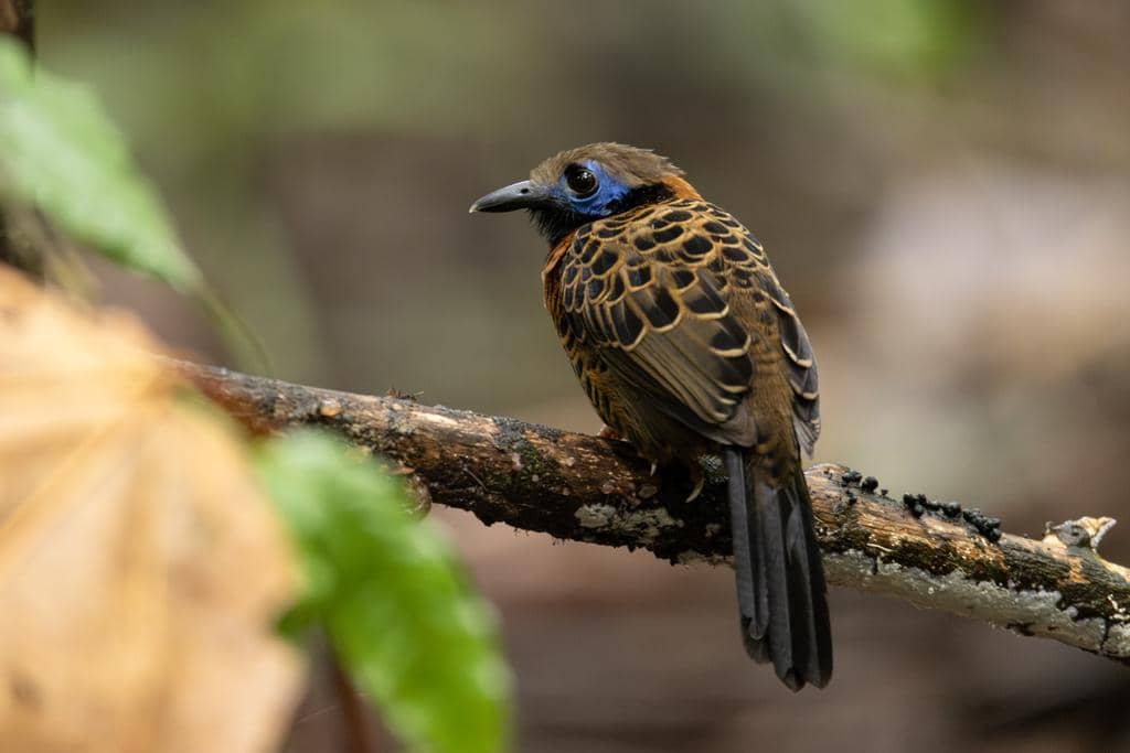 Burung Phaenostictus mcleannani