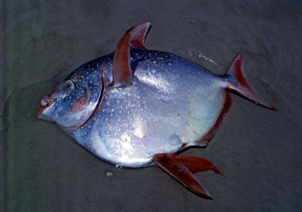 ikan opah