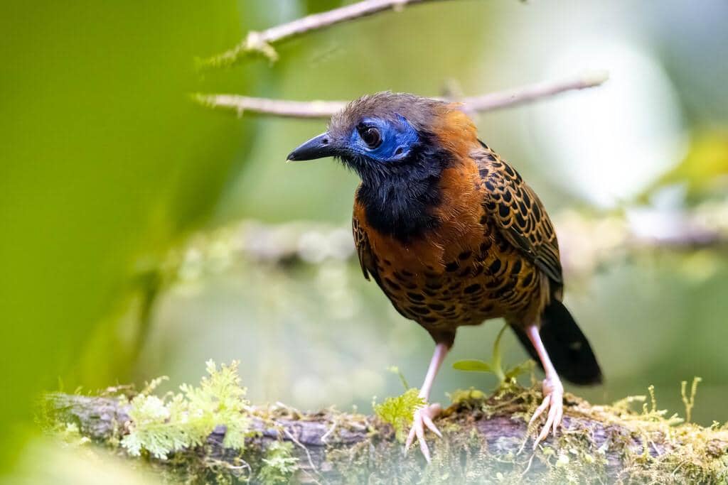Burung Phaenostictus mcleannani