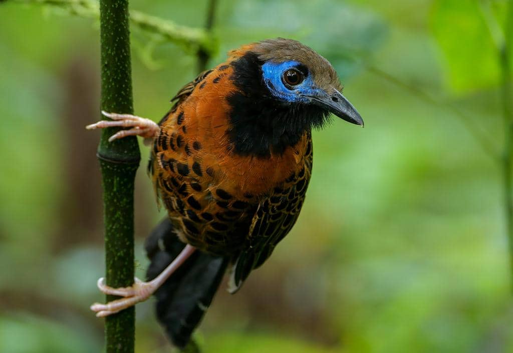 Burung Phaenostictus mcleannani