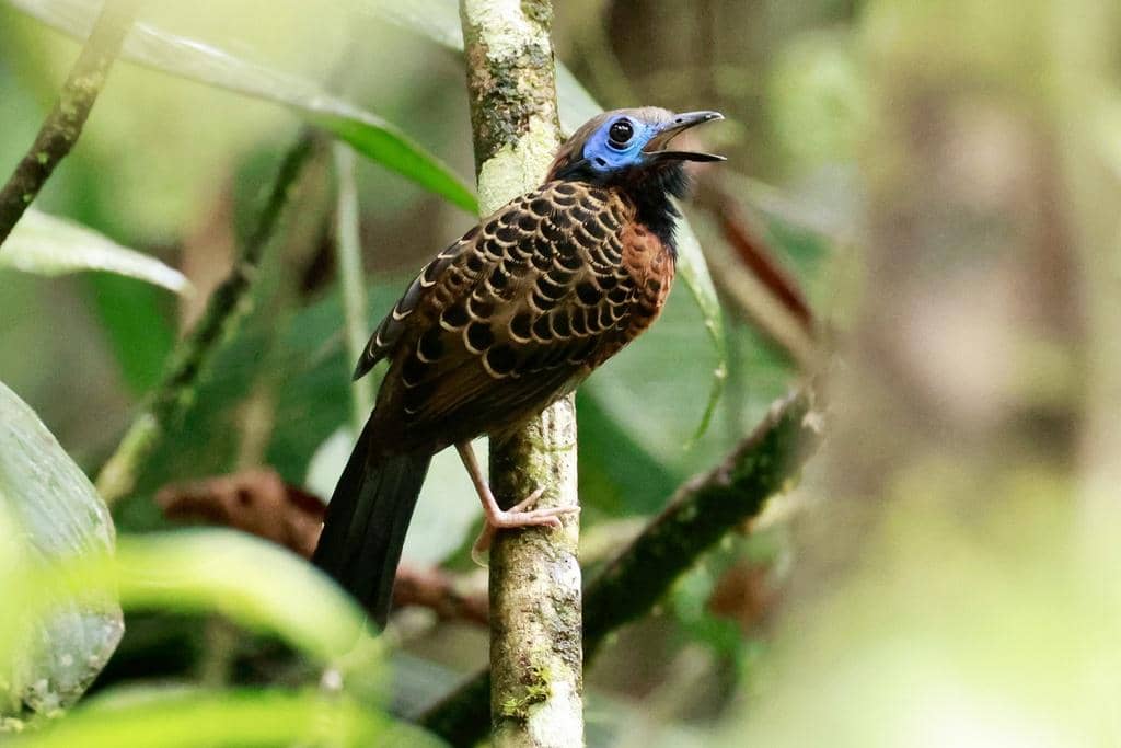 Burung Phaenostictus mcleannani