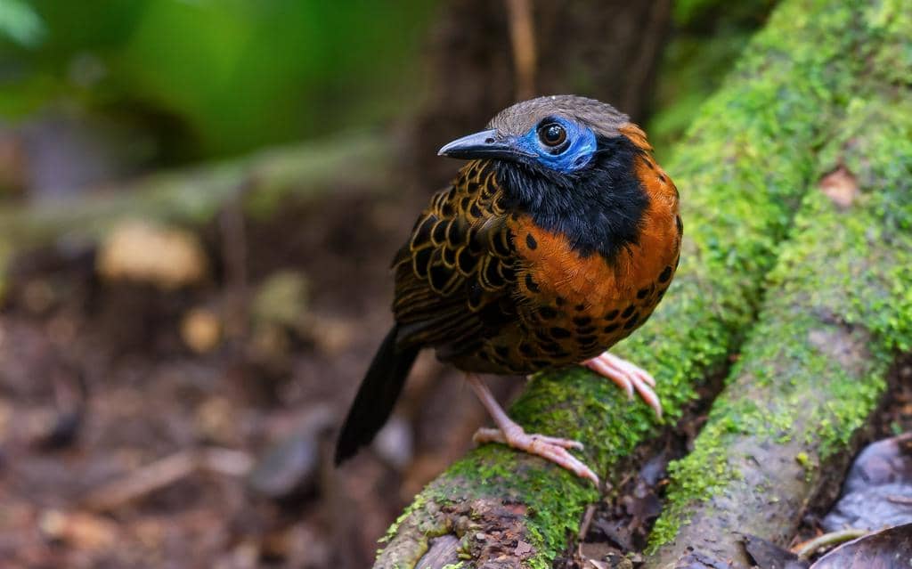 5 Fakta Ocellated Antbird, Burung Pengikut Semut dari Hutan Tropis