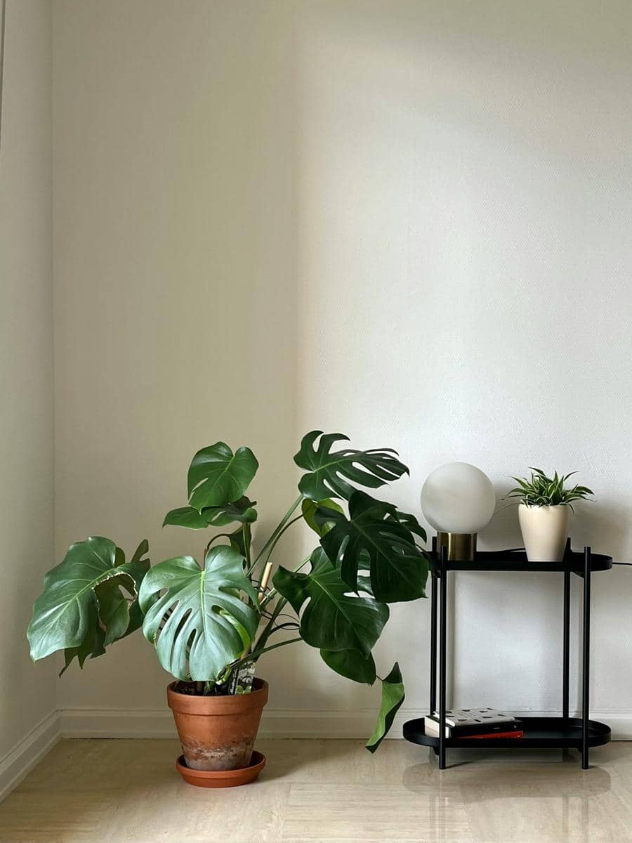 ilustrasi monstera deliciosa