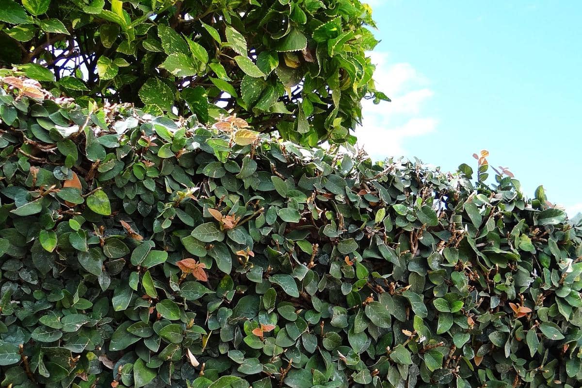 ilustrasi ficus pumila