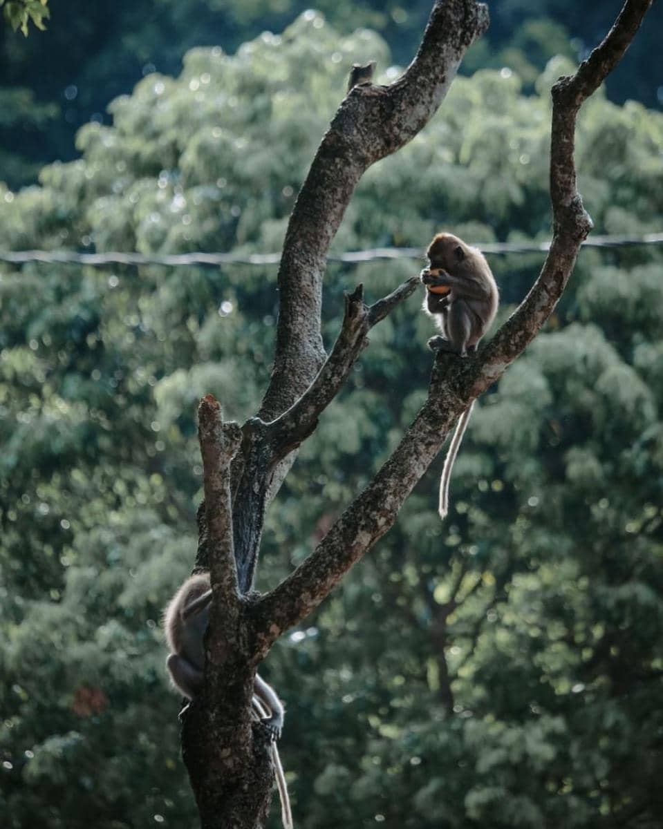 kera ekor panjang di Alas Kedaton (instagram.com/alas.kedaton)