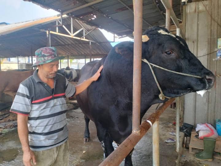 Prabowo Kurban Sapi Brangus Sambo di Tangerang