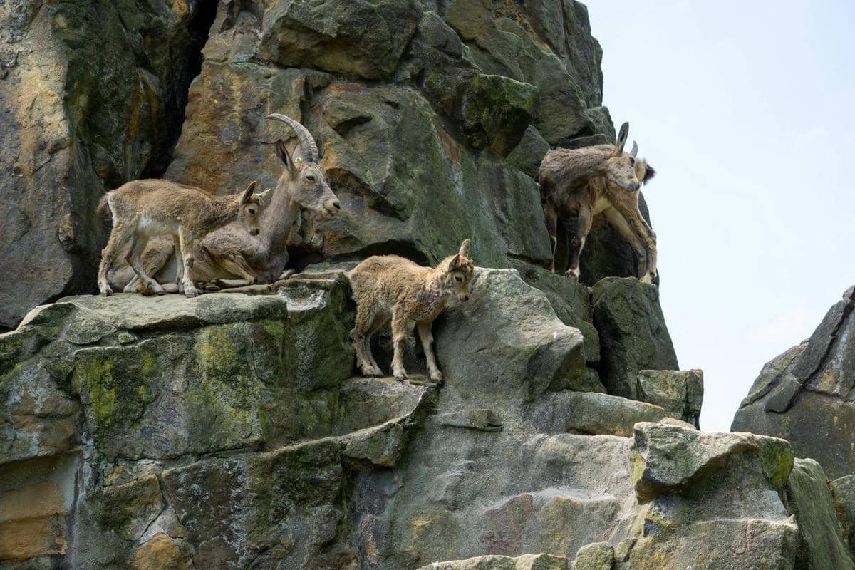 ilustrasi kambing gunung