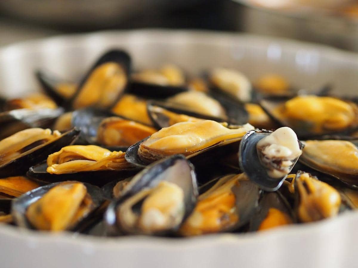ilustrasi kerang hijau 