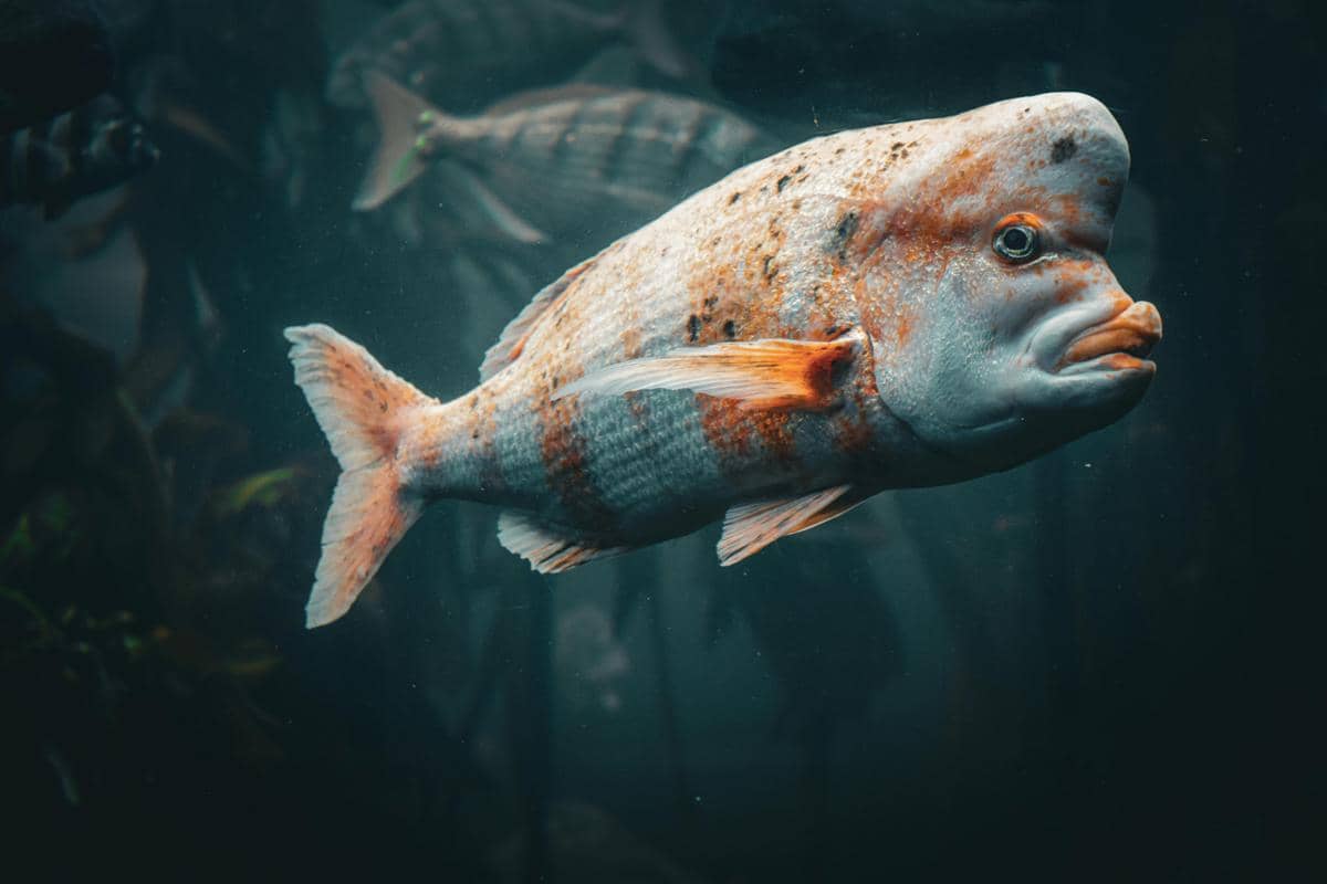 ilustrasi ikan di laut dalam