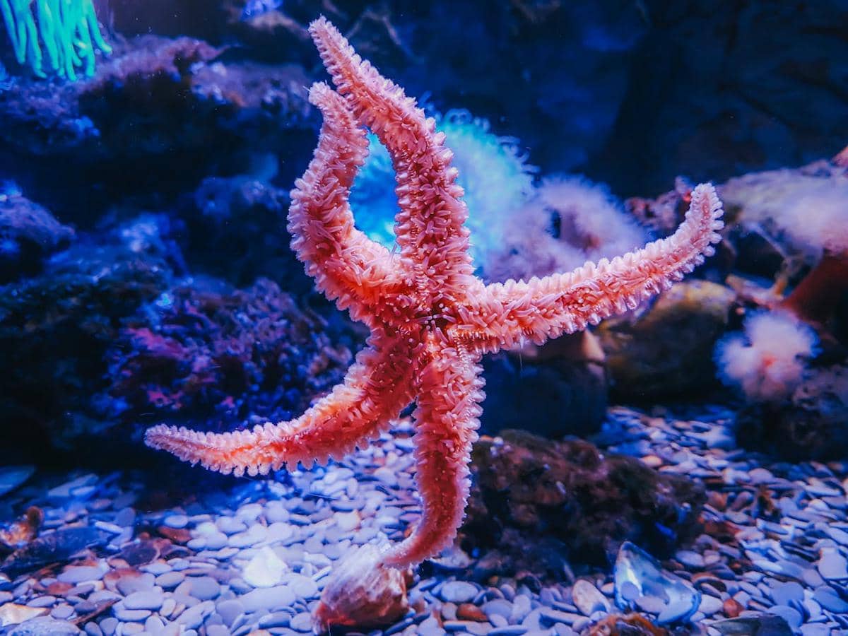 5 Hewan Laut dengan Kemampuan Biologis Paling Unik, Ada Gurita!