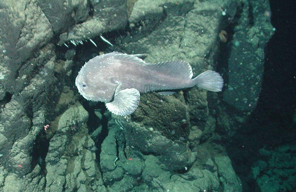 Blobfish