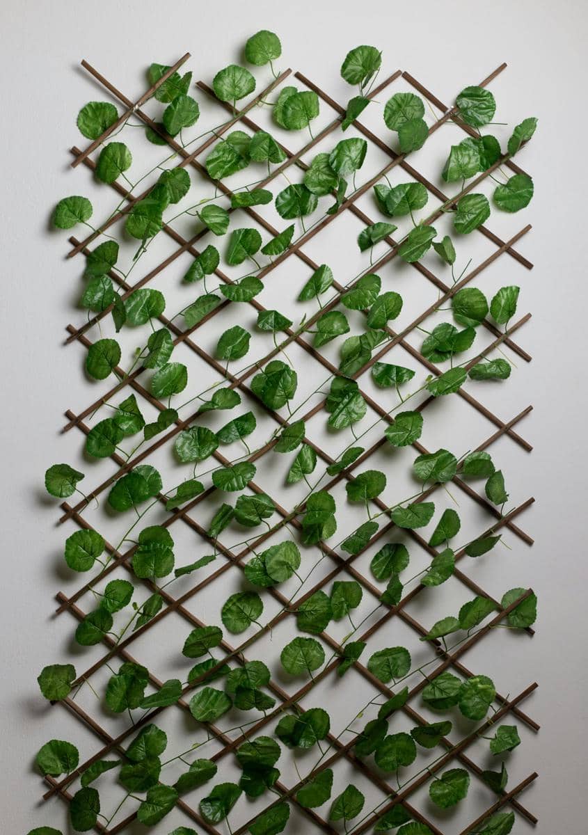 Ilustrasi wall plant frame (unsplash.com/Photo by Alfred Quartey)