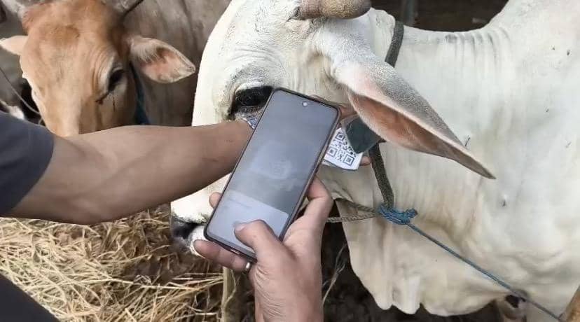 Unik! Pedagang Sapi Kurban di Sukabumi Pakai Bantuan AI