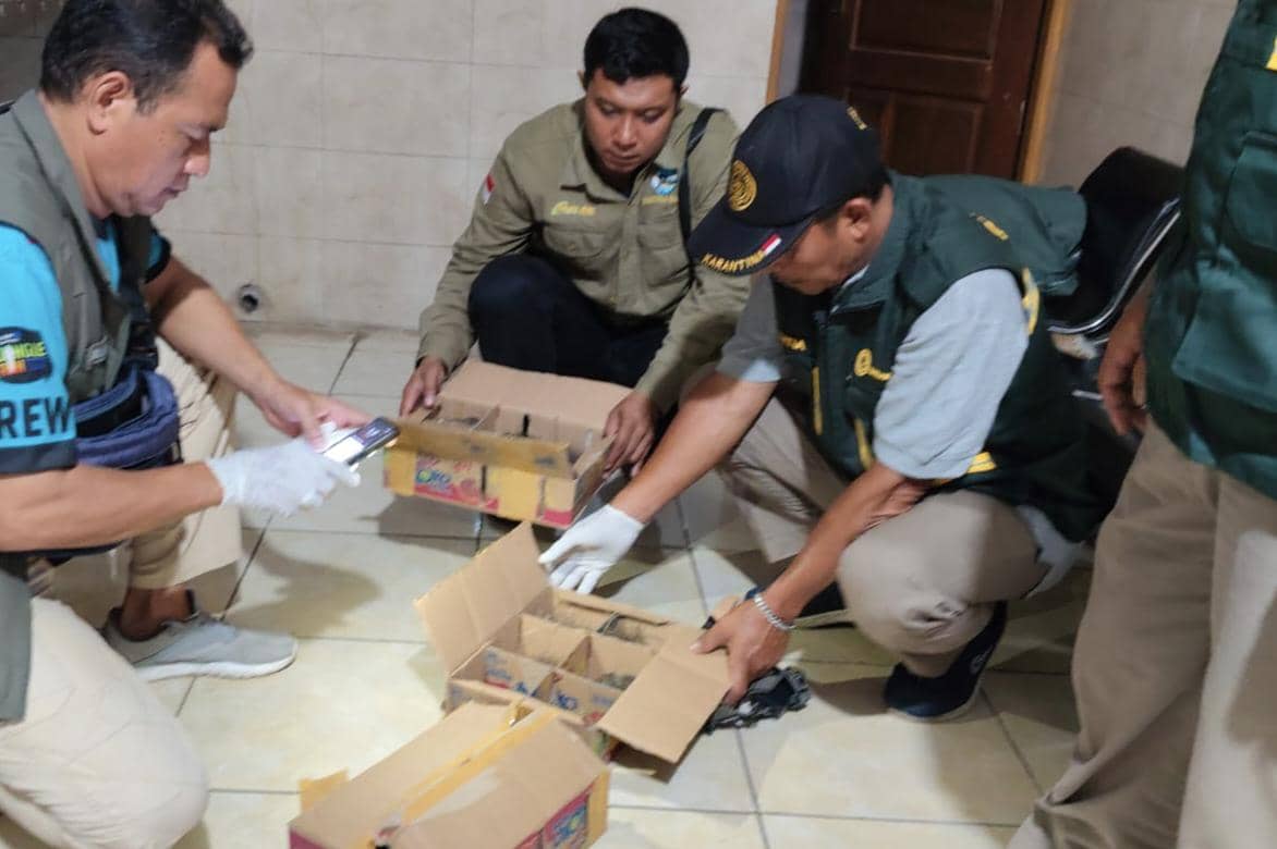 BKSDA Bali Gagalkan Penyelundupan 1.424 Burung Tanpa Dokumen