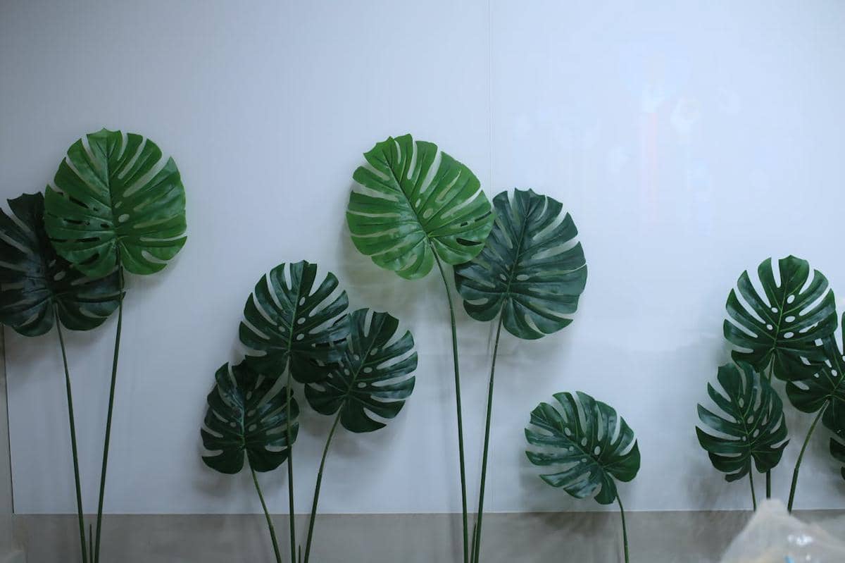 Ilustrasi monstera (pexels.com/the Amritdev)