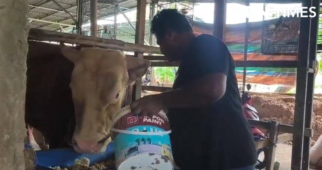 Sapi Arjuna hewan kurban Presiden Prabowo Subianto dari Sukarami Palembang (IDN Times/Feny Maulia Agustin) 