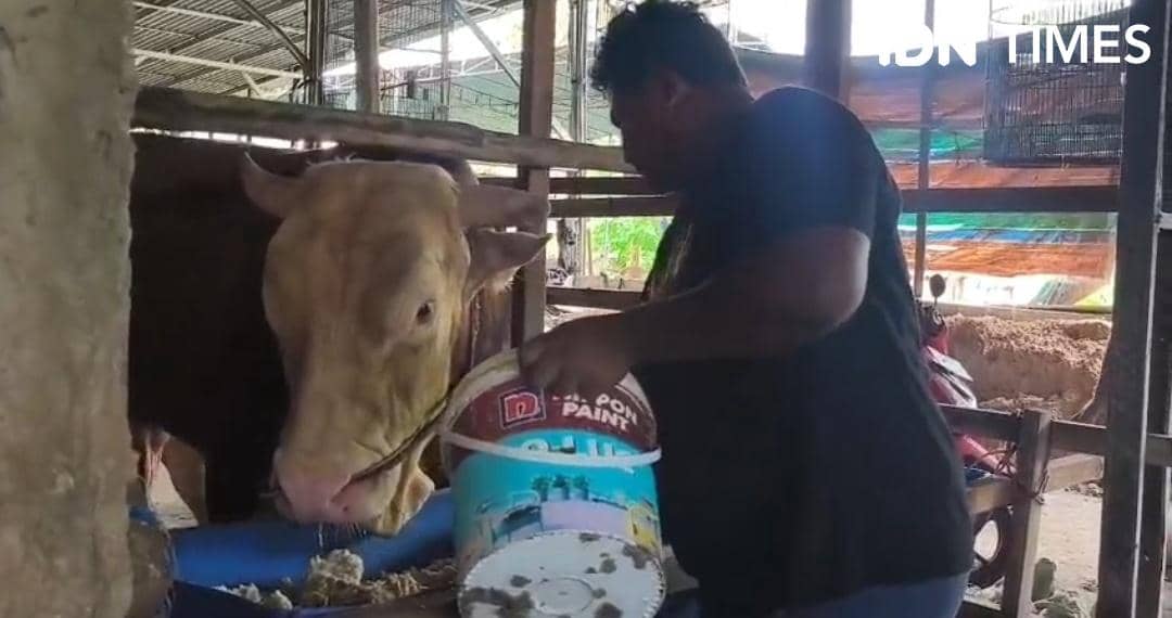 Sapi Arjuna hewan kurban Presiden Prabowo Subianto dari Sukarami Palembang (IDN Times/Feny Maulia Agustin) 