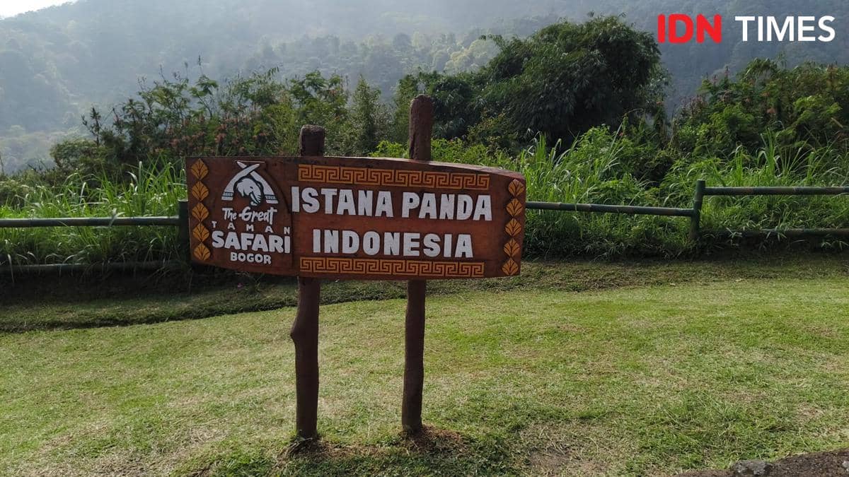 Papan kayu bertuliskan Istana Panda Indonesia di Taman Safari Bogor dengan latar pepohonan hijau dan perbukitan berkabut.