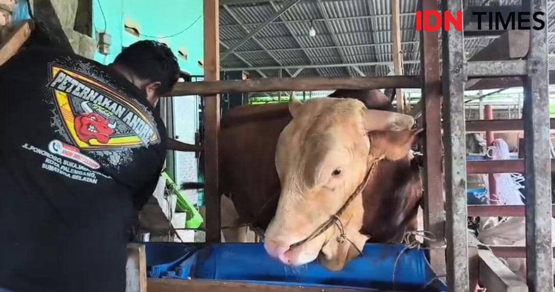 Melihat Arjuna: Sapi Kurban Presiden Prabowo dari Sukarami Palembang