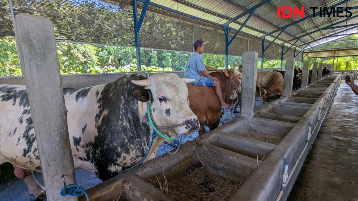 Sapi Kurban Peternak Ponorogo Laris Manis, Bobot 1 Ton Laku Rp100 Juta