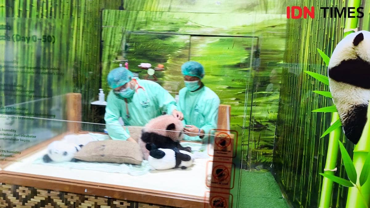 Mau Tampil ke Publik, Badan Bayi Panda Rio di TSI Malah Berwarna Pink