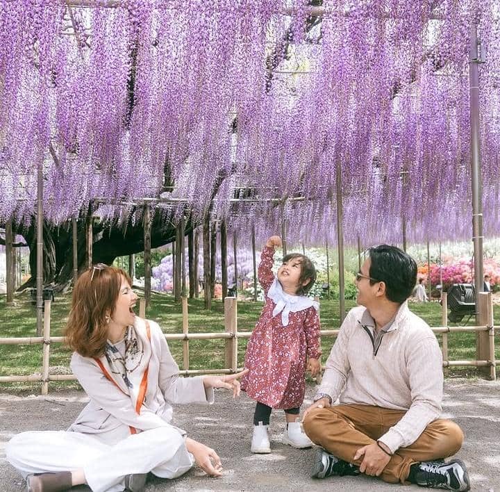 potret Sabrina Anggraini lihat musim bunga wisteria di Jepang