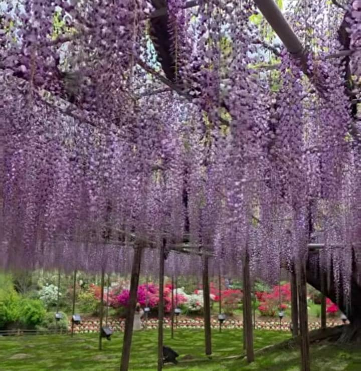 potret Sabrina Anggraini lihat musim bunga wisteria di Jepang