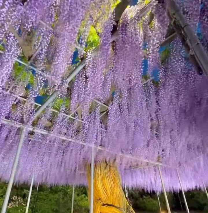potret Sabrina Anggraini lihat musim bunga wisteria di Jepang