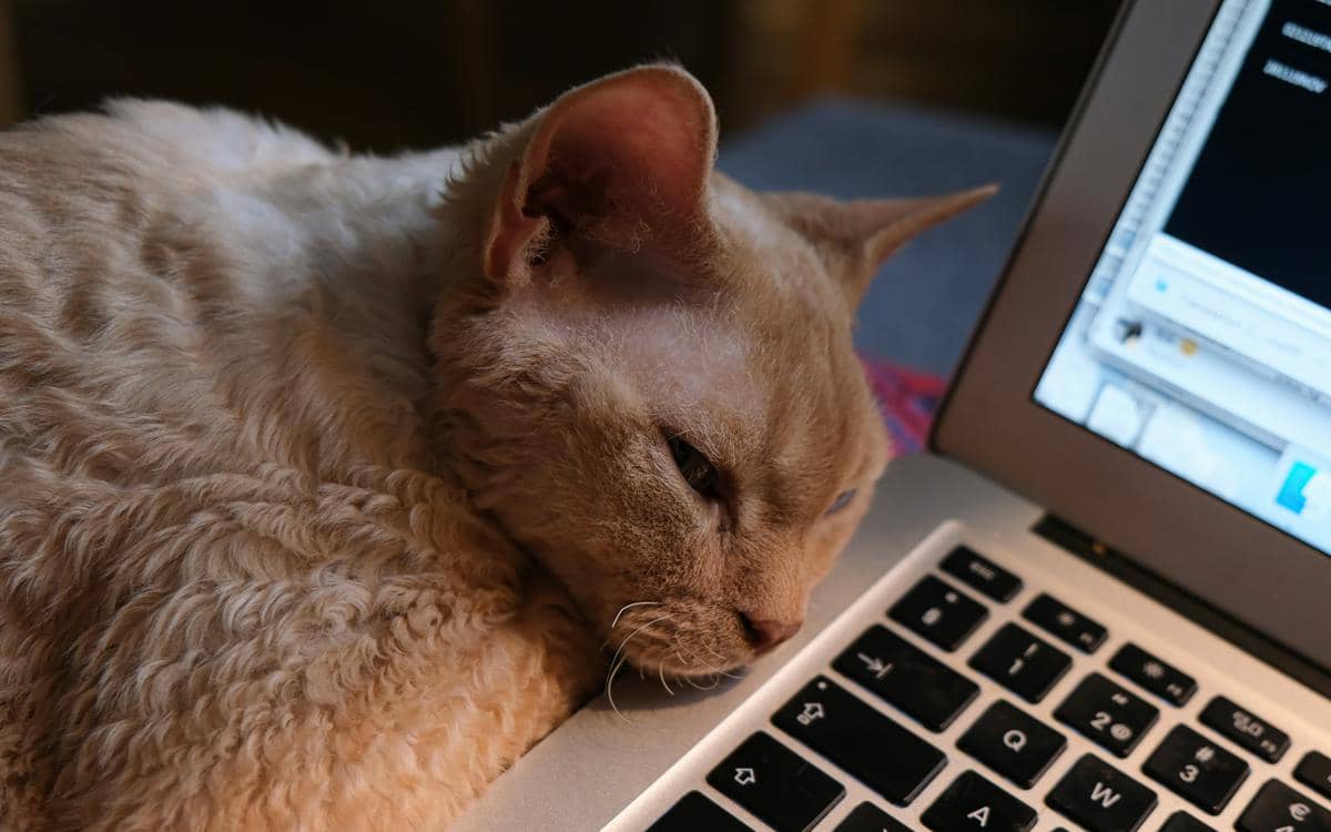 Alasan Kenapa Kucing Paling Suka Tidur di Atas Keyboard Laptop saat Kamu Sedang Sibuk Bekerja