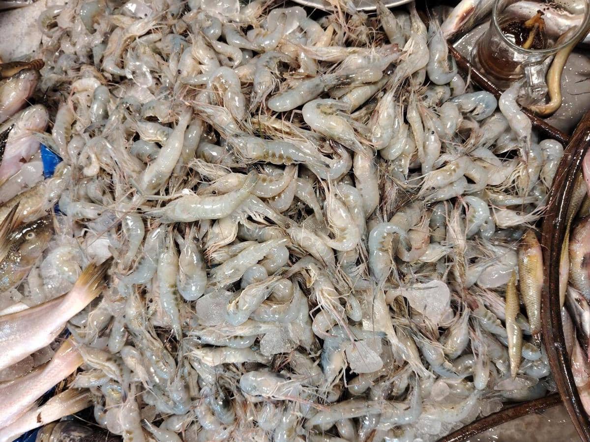ilustrasi udang rawa