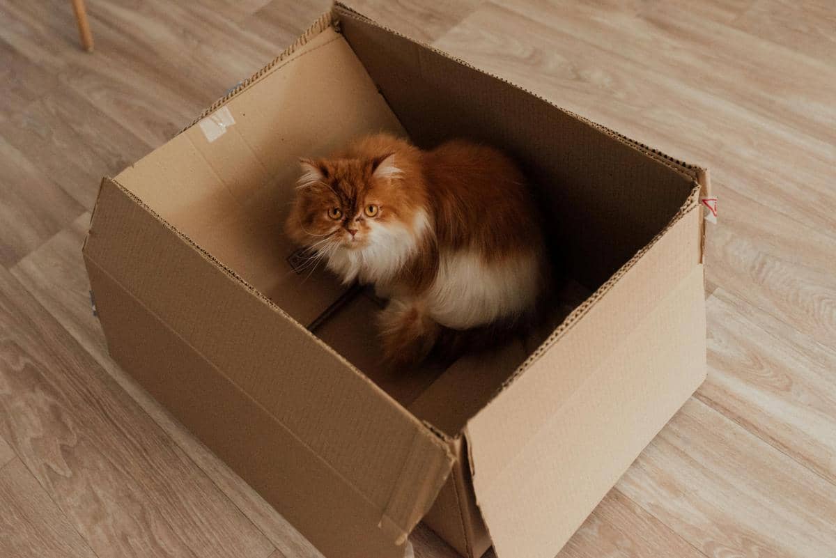 Kucing di dalam kardus