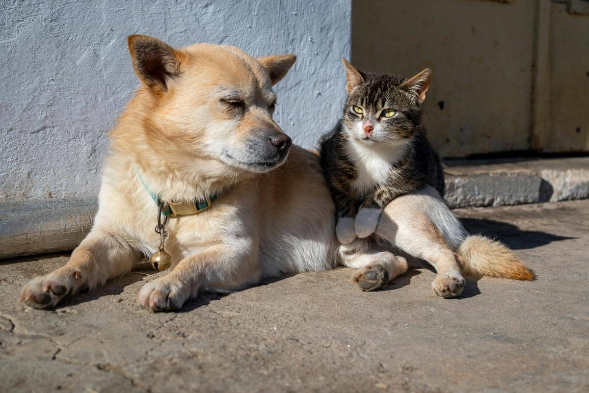 Kucing dan anjing