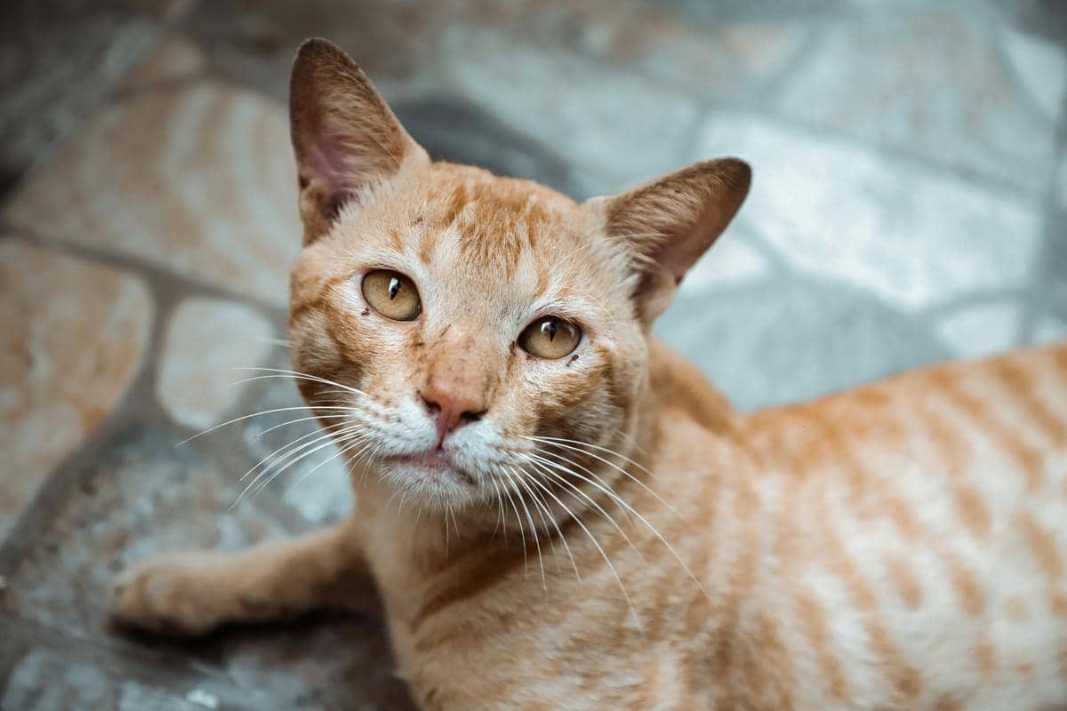 Kucing