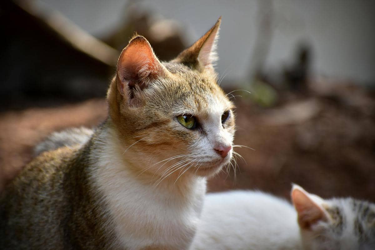 Kucing