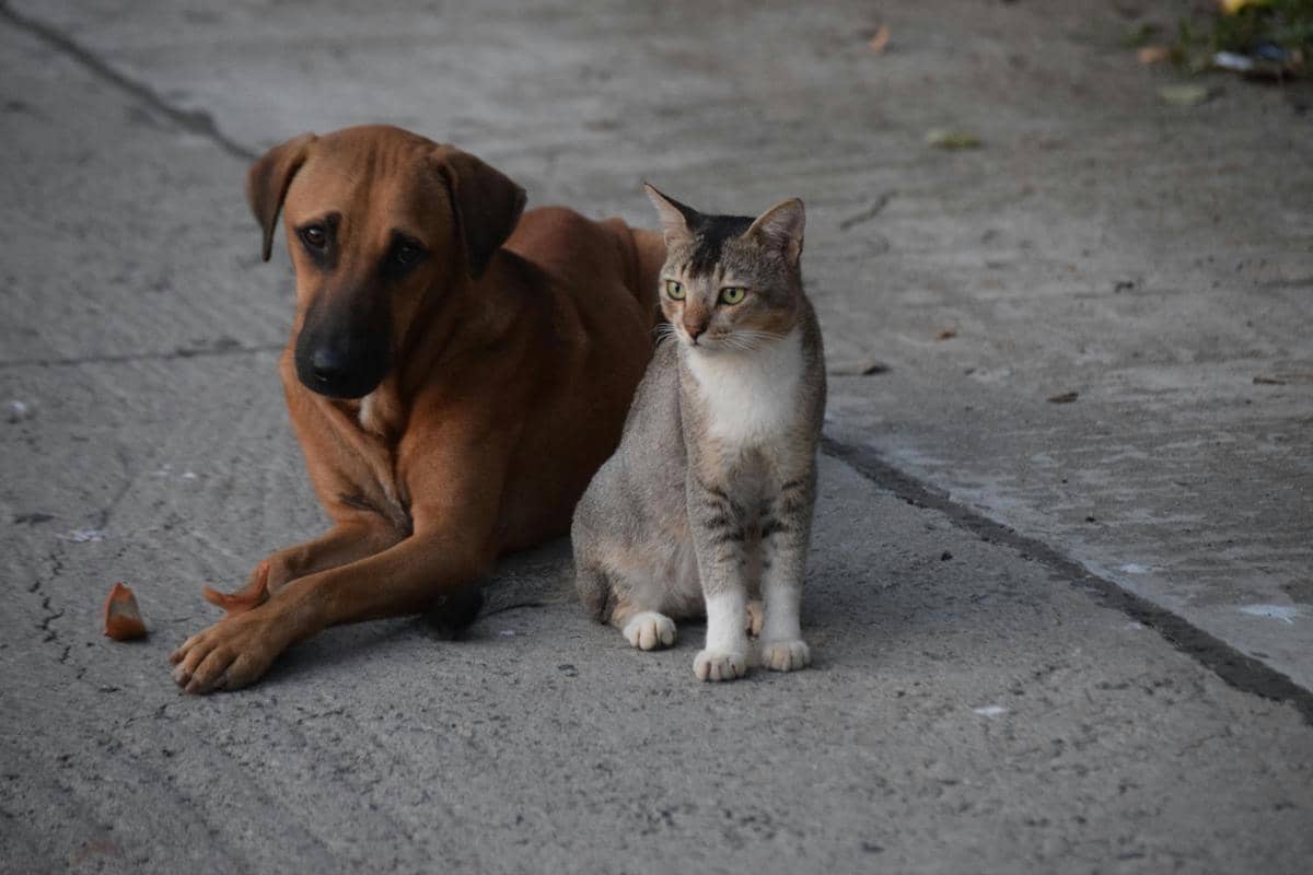 Benarkah Kucing Bisa Alergi Terhadap Anjing? Ini Fakta Medisnya!