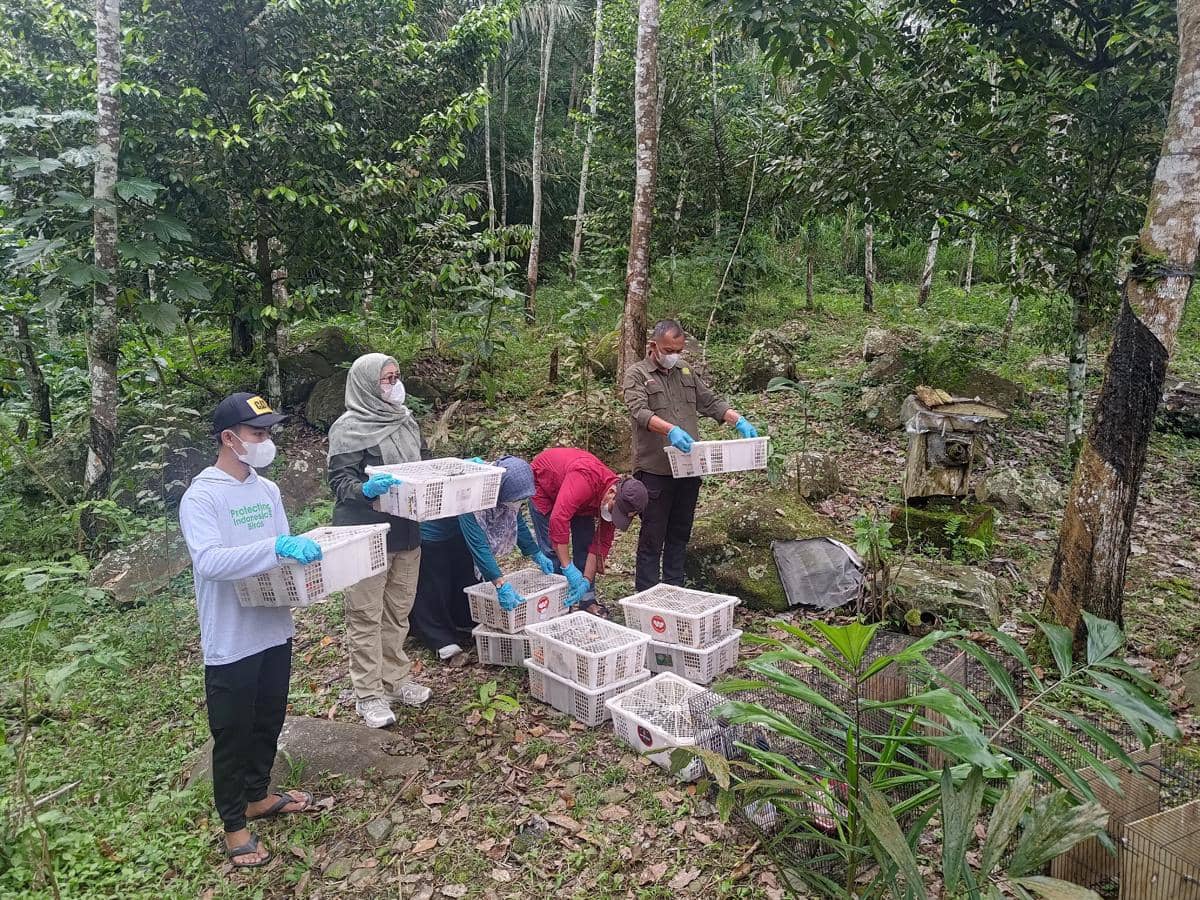 Ratusan Burung Ilegal Sitaan di Bakauheni Dilepasliarkan ke Alam Liar