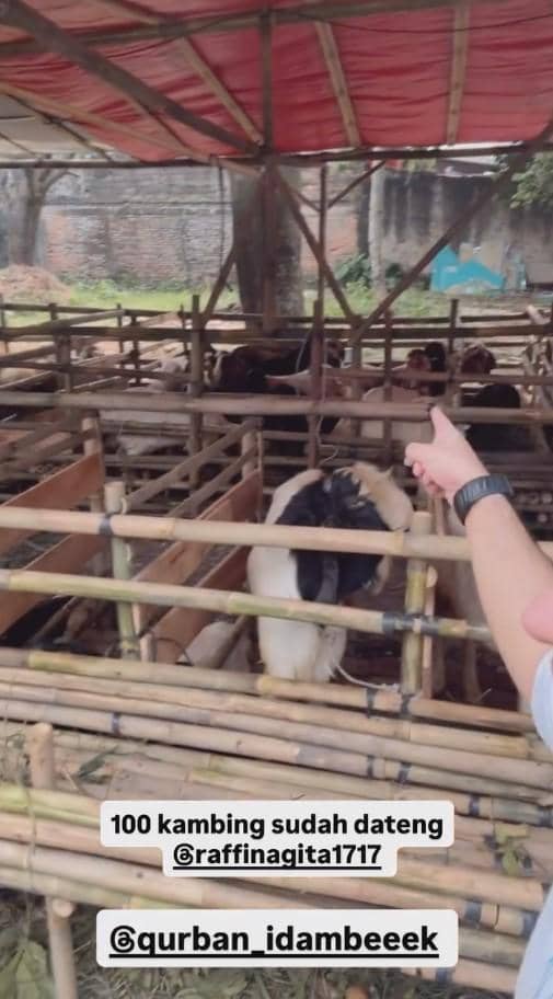 Beberapa kambing berada di dalam kandang bambu di bawah atap merah, dengan seseorang menunjuk ke arah hewan-hewan tersebut.