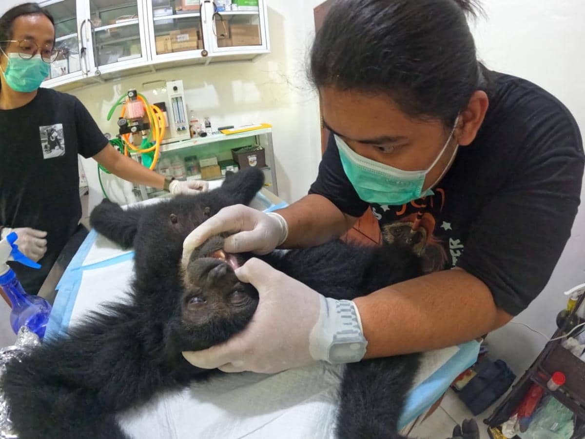 Kisah Rinja, Siamang Tanggamus Tertembak 4 Kali Kini Berjuang Pulih
