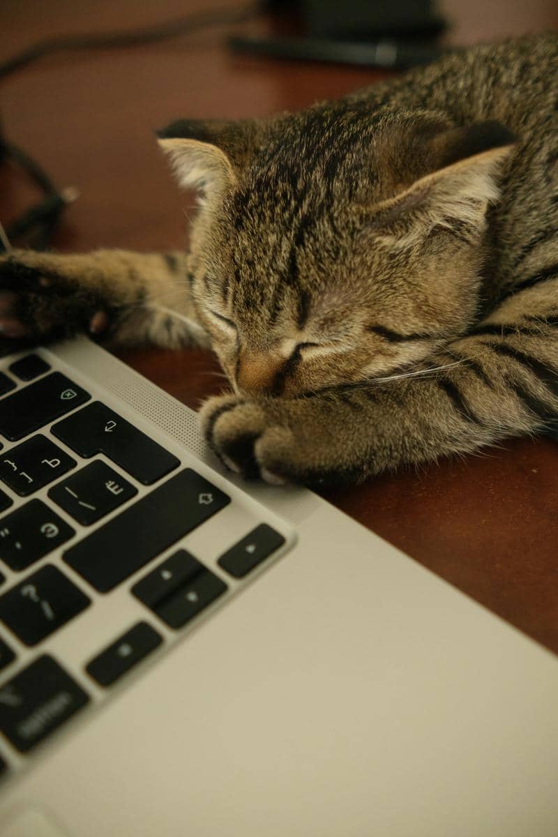 Kucing tidur di atas Laptop