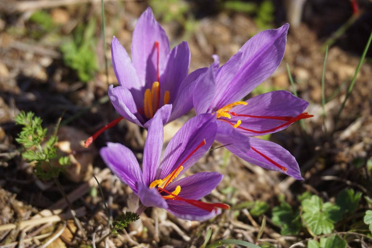 saffron berasal dari bunga bernama Crocus sativus.