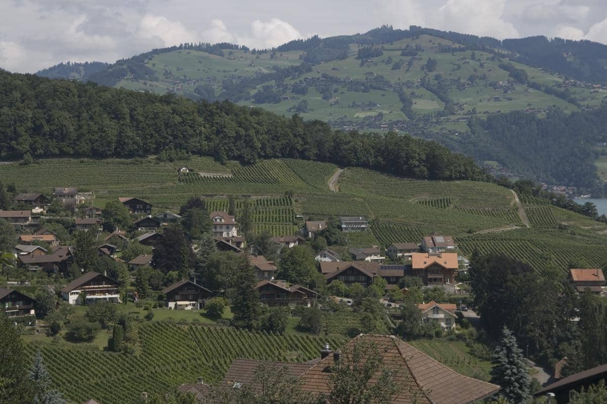 kebun anggur tradisional di kawasan Spiez, Swiss.