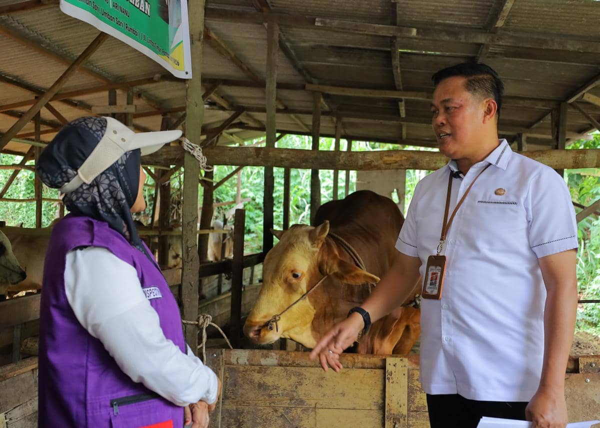 Petugas dari Distankan Kota Pekanbaru melakukan pemeriksaan kesehatan hewan kurban secara intensif menjelang Idul Adha 1447 H