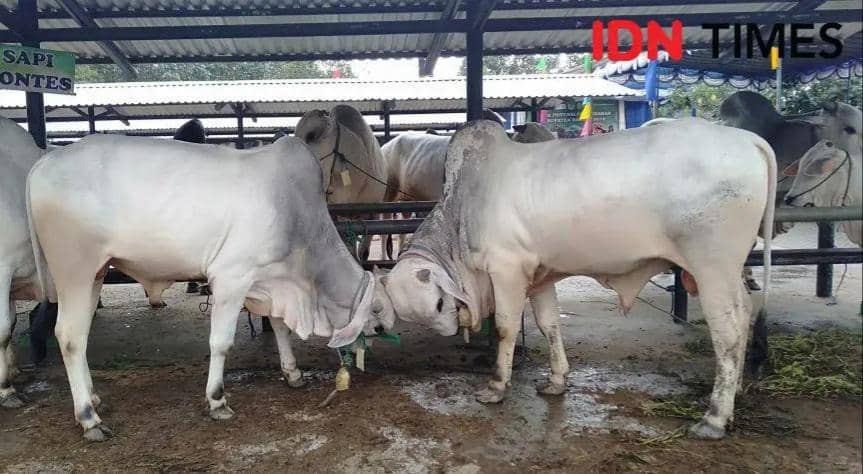 Sebanyak 3.514 Sapi Kurban Masuk Pekanbaru, Nihil Kasus PMK