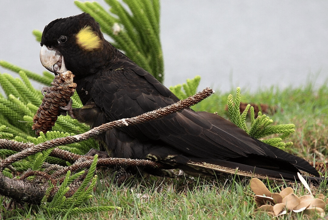 kakatua hitam ekor kuning
