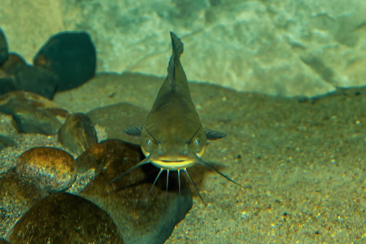 lele bullhead hitam