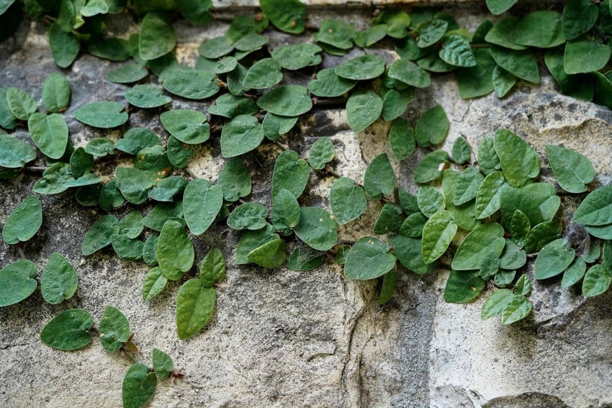 ilustrasi ficus pumila