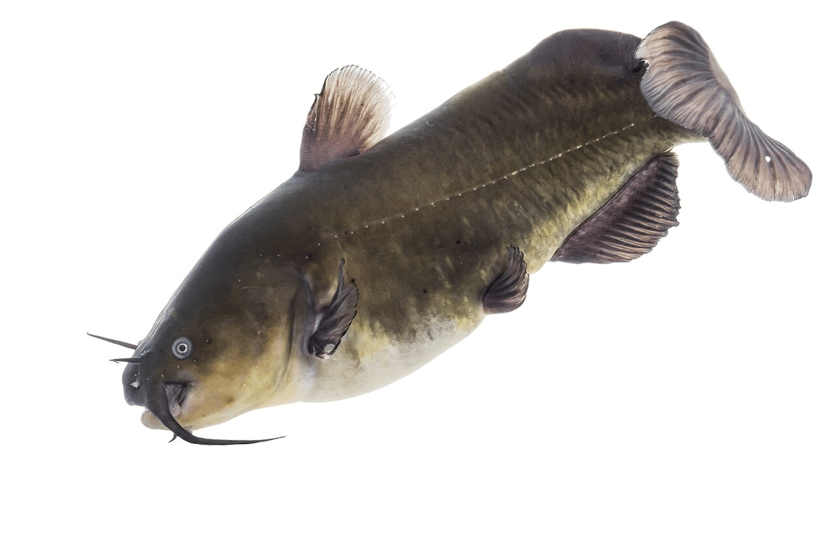 lele bullhead hitam