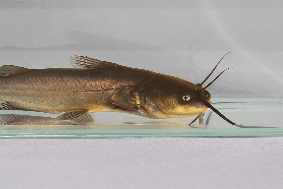 lele bullhead hitam