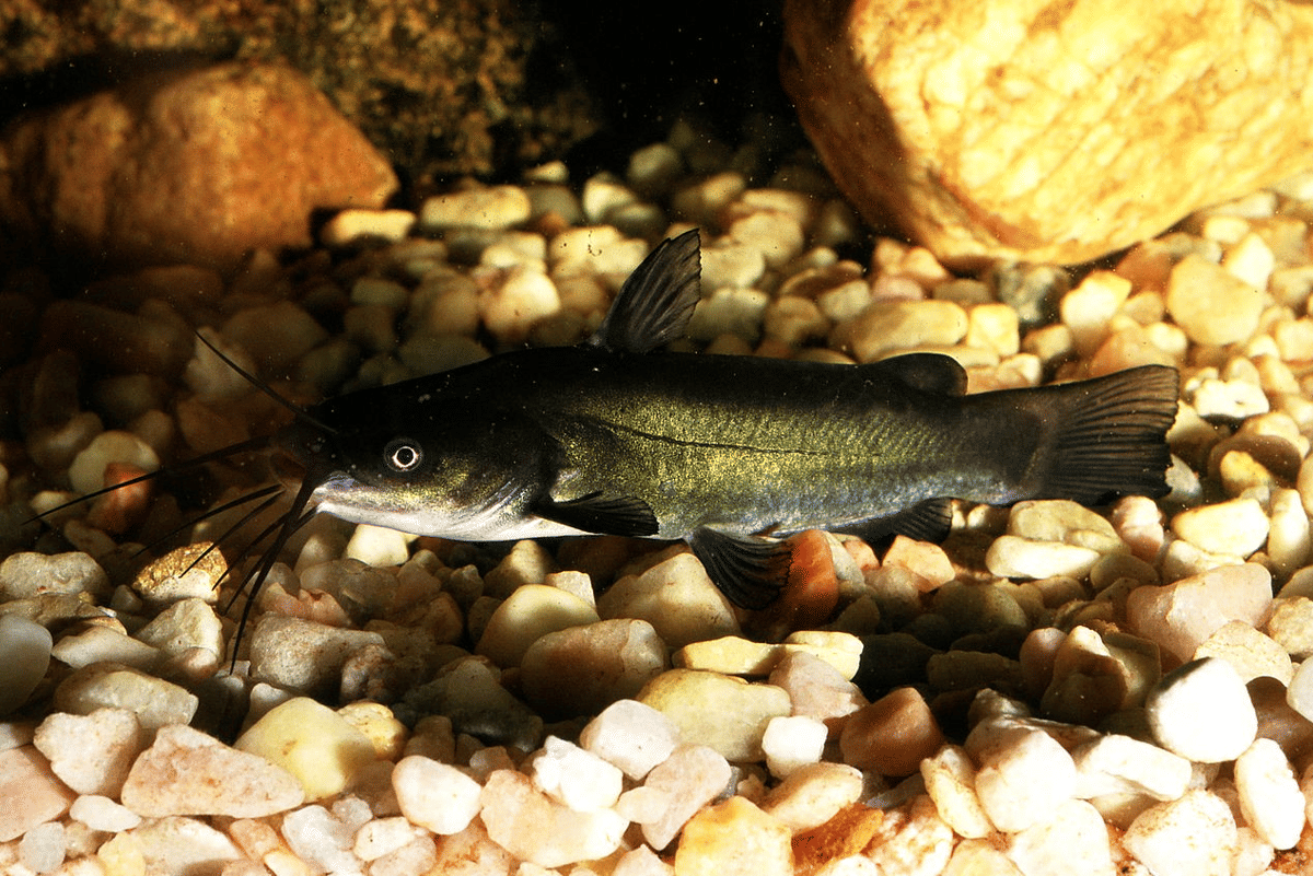 lele bullhead hitam