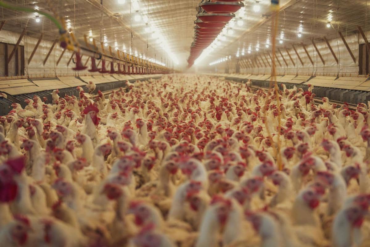 ilustrasi kandang ternak ayam modern